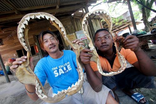 RANGKA MULUT IKAN YU
