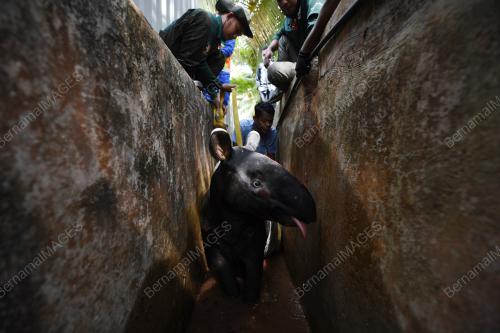 TAPIR MASUK SEKOLAH