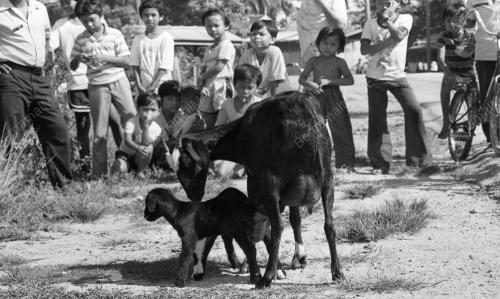 PH09_26012015_KAMBING
