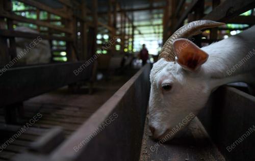 PH09_26092019_KAMBING_BN201909252295