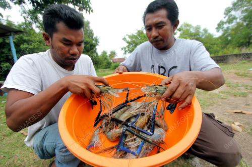 PH09_27102013_UDANG
