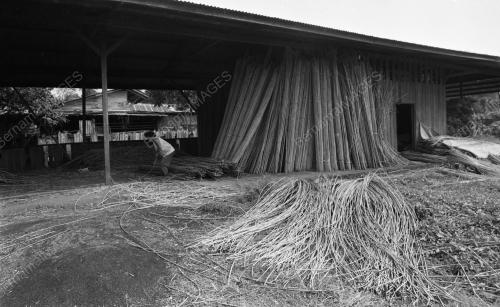 PH09_28012015_ROTAN