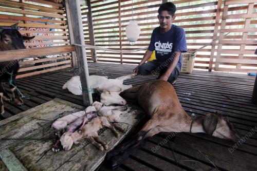 PH10_02012015_KAMBING