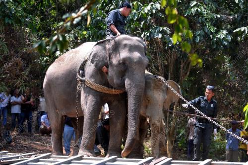PH10_04032014_GAJAH