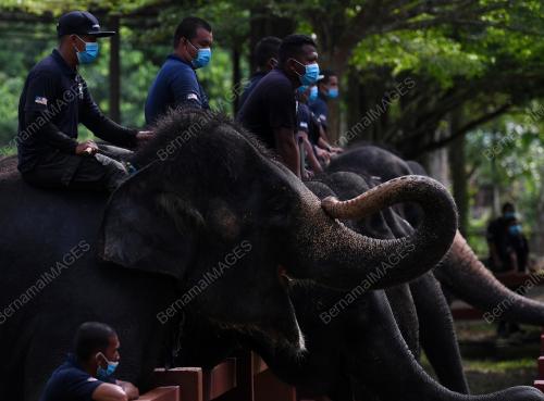 PUSAT KONSERVASI GAJAH KEBANGSAAN KUALA GANDAH