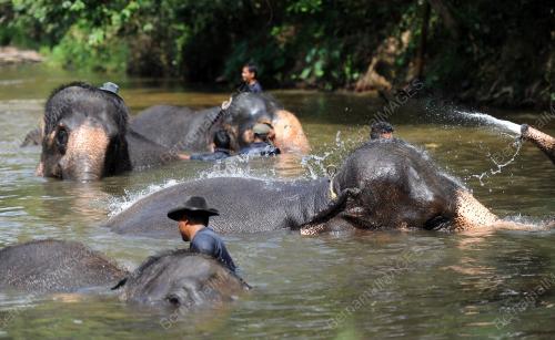 PH10_18032016_GAJAH