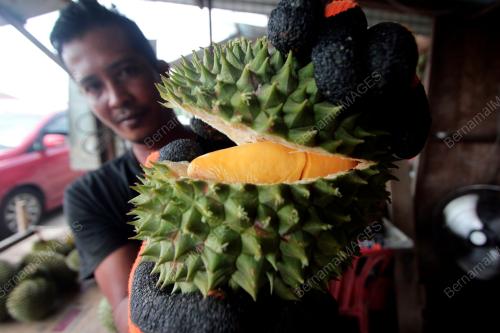 DURIAN HIJAU KAMPUNG BESERAH