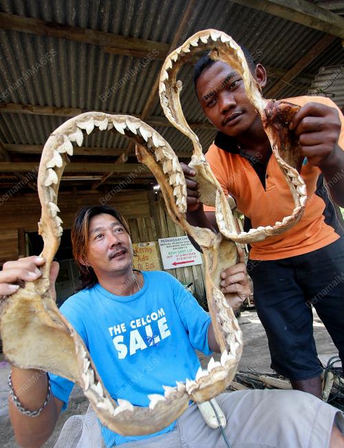 RANGKA MULUT IKAN YU