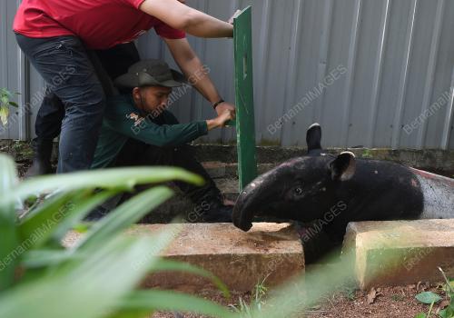 TAPIR MASUK SEKOLAH