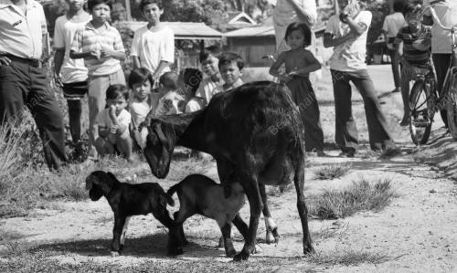 PH10_26012015_KAMBING
