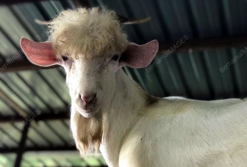 PH10_26092019_KAMBING_BN201909252295