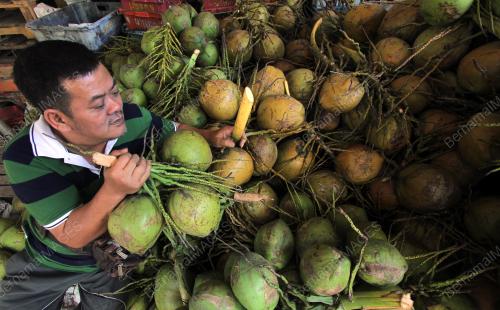 PH10_27022015_KELAPA