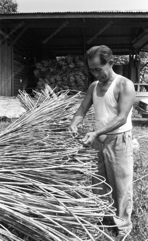 PH10_28012015_ROTAN