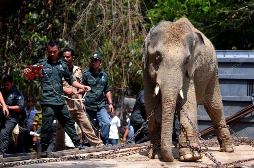 PH11_04032014_GAJAH