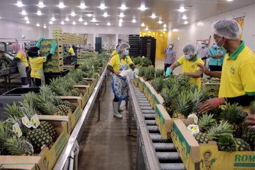 PEKERJA MEMBUNGKUS BUAH NANAS