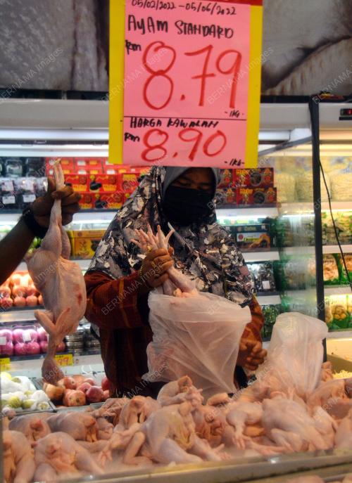 HARGA AYAM SUBSIDI
