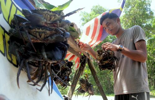 MENJUAL KETAM NIPAH