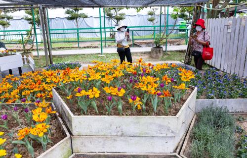 BUNGA TULIP