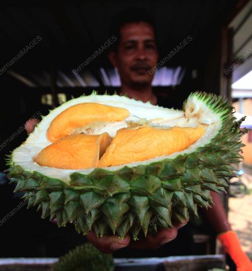 DURIAN HIJAU KAMPUNG BESERAH