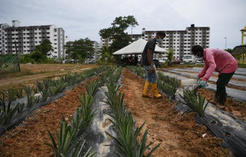 KEBUN KOMUNITI PPRS PINGGIRAN PUTRA
