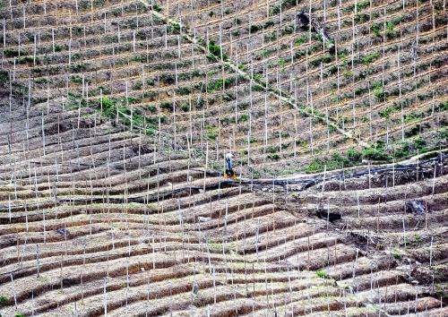 PH11_25032015_JANDA_BAIK