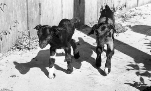 PH11_26012015_KAMBING