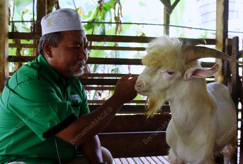 PH11_26092019_KAMBING_BN201909252295