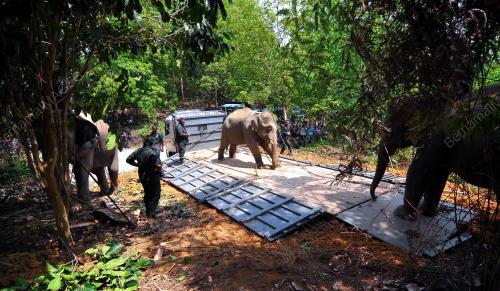 PH12_04032014_GAJAH