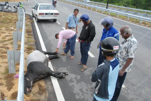 TAPIR
