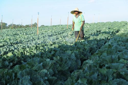 PH12_07032014_KEBUN_SAYUR