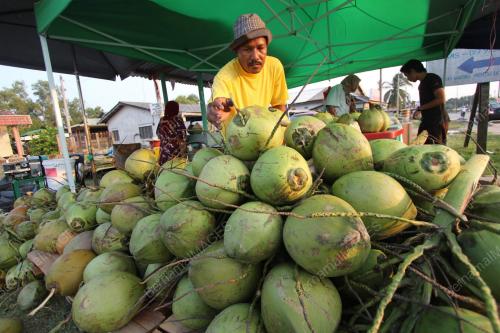 AIR KELAPA MUDA