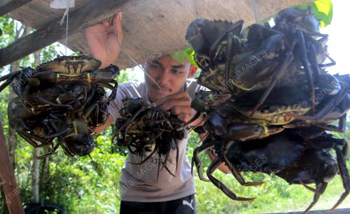 MENJUAL KETAM NIPAH