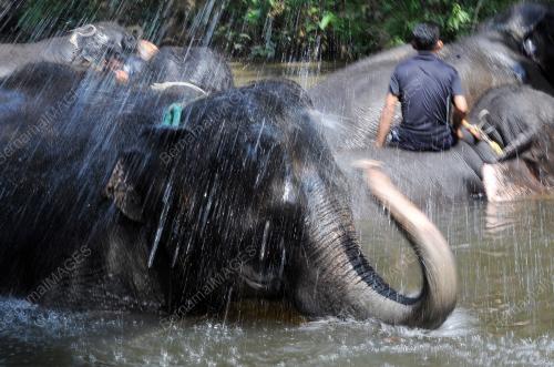 PH12_18032016_GAJAH