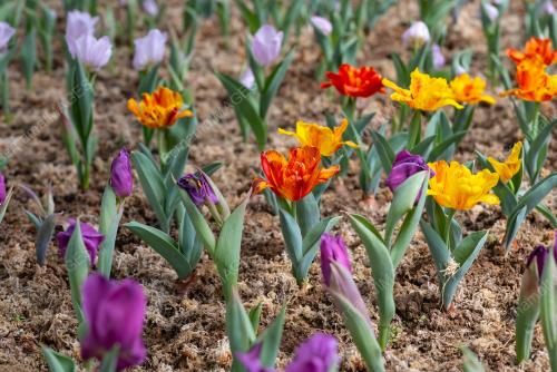 BUNGA TULIP