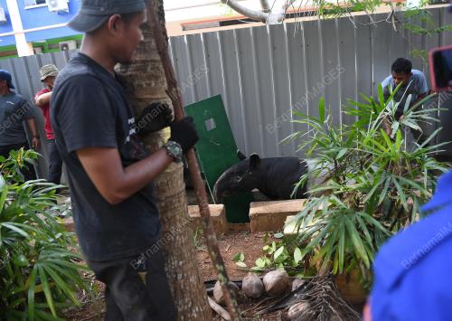TAPIR MASUK SEKOLAH