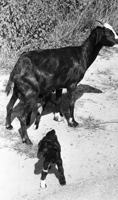 PH12_26012015_KAMBING