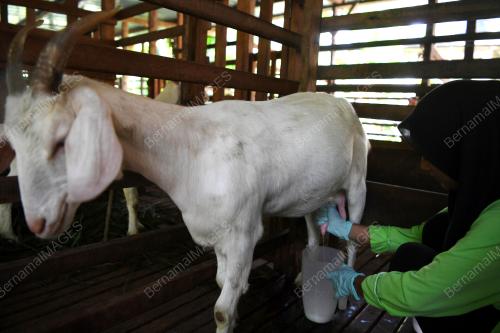 PH12_26092019_KAMBING_BN201909252295