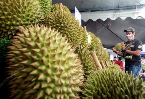 PENJAJA DURIAN MASA PKPB