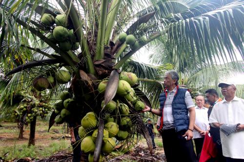 PH13_03012017_KELAPA