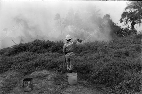 Kebakaran lalang