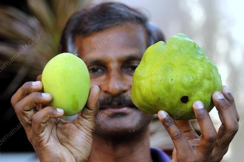 PH13_06092013_MANGGA