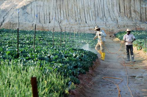 PH13_07032014_KEBUN_SAYUR