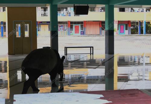 TAPIR MASUK SEKOLAH
