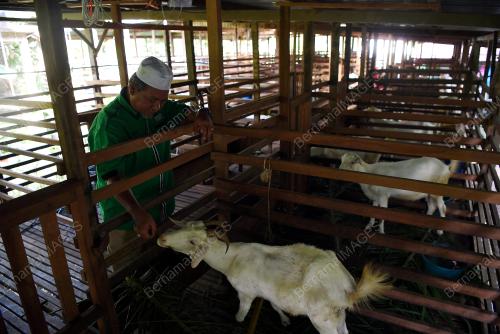 PH13_26092019_KAMBING_BN201909252295