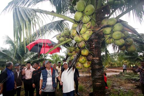 PH14_03012017_KELAPA