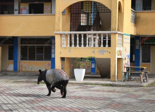 TAPIR MASUK SEKOLAH