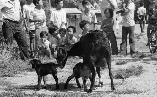 PH14_26012015_KAMBING