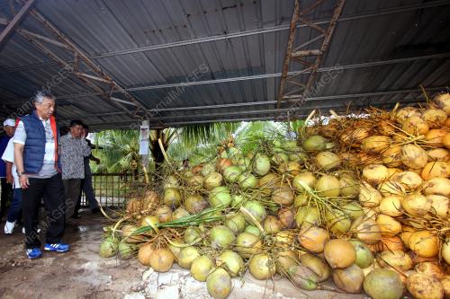 PH15_03012017_KELAPA