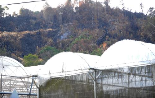 PH15_07032014_KEBUN_SAYUR