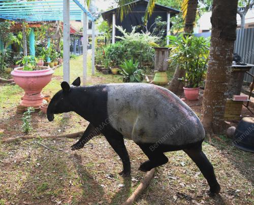 TAPIR MASUK SEKOLAH